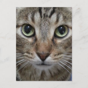 Brown Tabby katt Vykort