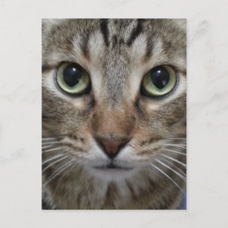 Brown Tabby katt Vykort