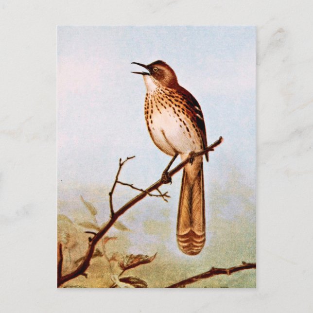 Brown Thrasher Bird Art Vykort (Framsida)