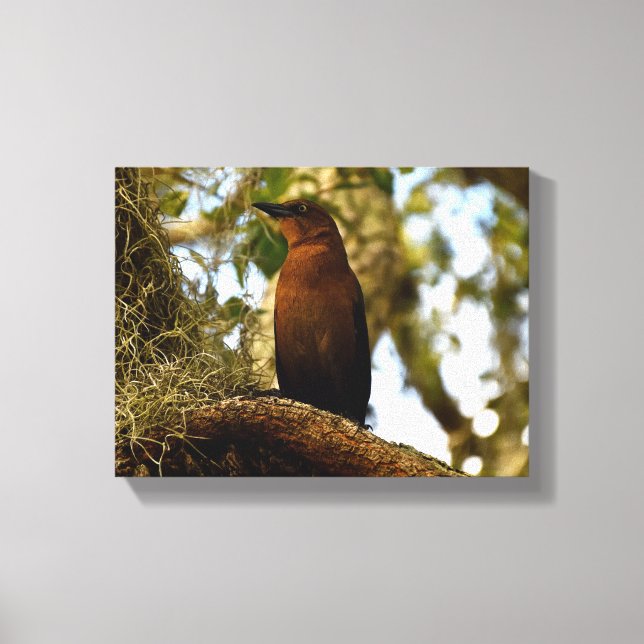 Brown Thrasher Bird Canvastryck (Framsida)