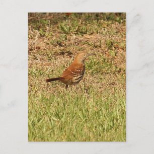 Brown Thrasher Bird Photo Vykort