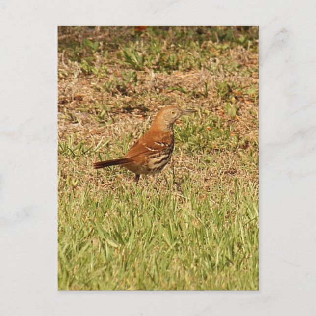 Brown Thrasher Bird Photo Vykort (Framsida)