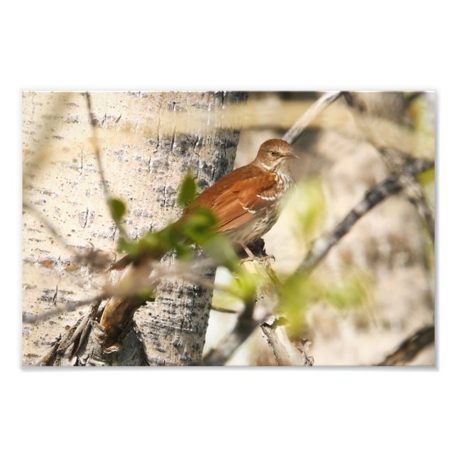 Brown Thrasher Fototryck (Framsidan)