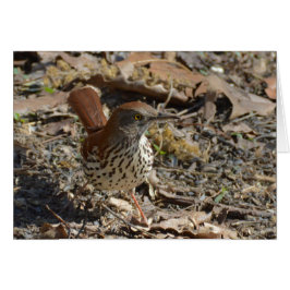 Brown Thrasher Hälsningskort