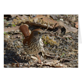 Brown Thrasher Hälsningskort