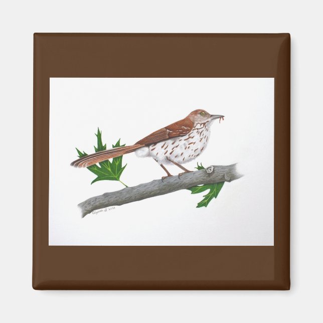 Brown Thrasher Magnet (Framsidan)