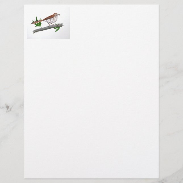 Brown Thrasher Stationery Brevhuvud (Framsida)