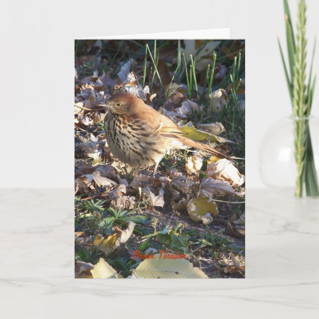 Brown Thrasher, Sunshine Kort (Framsida)