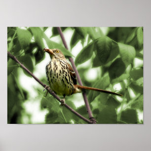Brown Thrasher-utskrift Poster
