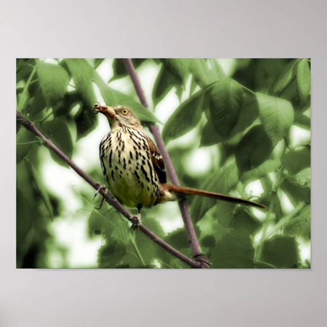 Brown Thrasher-utskrift Poster (Framsidan)
