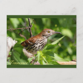 Brown Thrasher Vykort