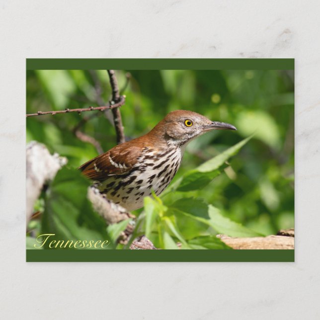 Brown Thrasher Vykort (Framsida)
