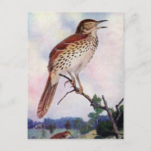 Brown Thrasher Vykort