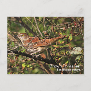 Brown Thrasher-vykort Vykort