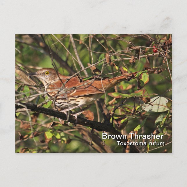 Brown Thrasher-vykort Vykort (Framsida)