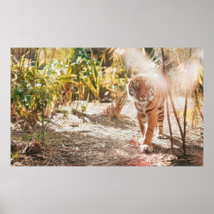 BROWN TIGER I WALKING GESTURE POSTER