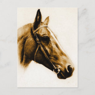 Brown Tones Horse Porträtt Vykort
