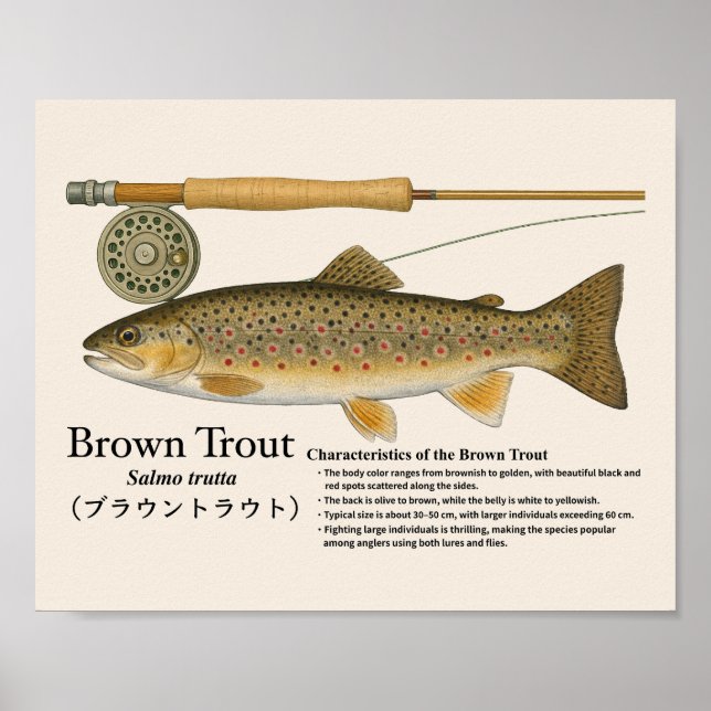 Brown Trout – English Art Print Poster (Framsidan)