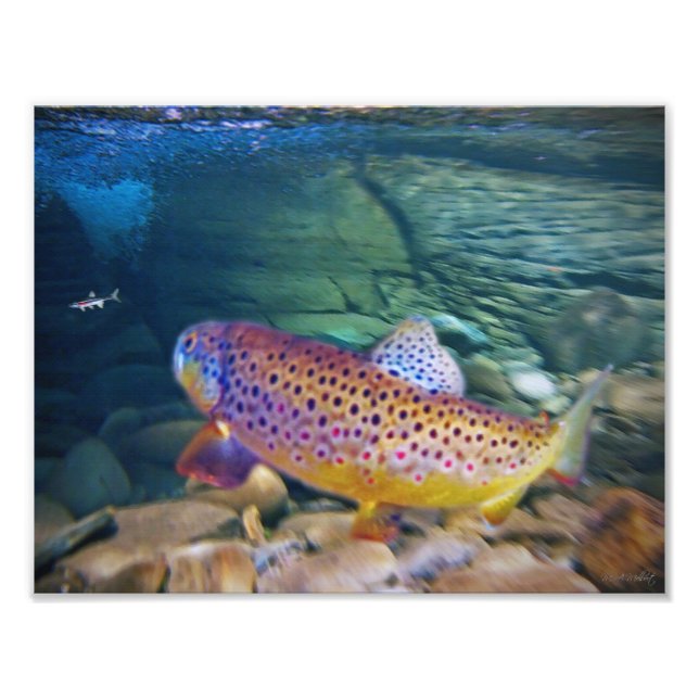 BROWN TROUT FOTOTRYCK (Framsidan)