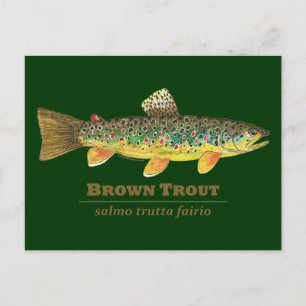 Brown Trout Latin Ichthyology Vykort