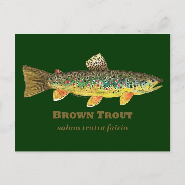 Brown Trout Latin Ichthyology Vykort (Framsida)