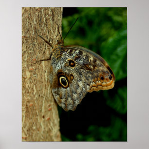 Brown Uggla Butterfly Nature Art Poster