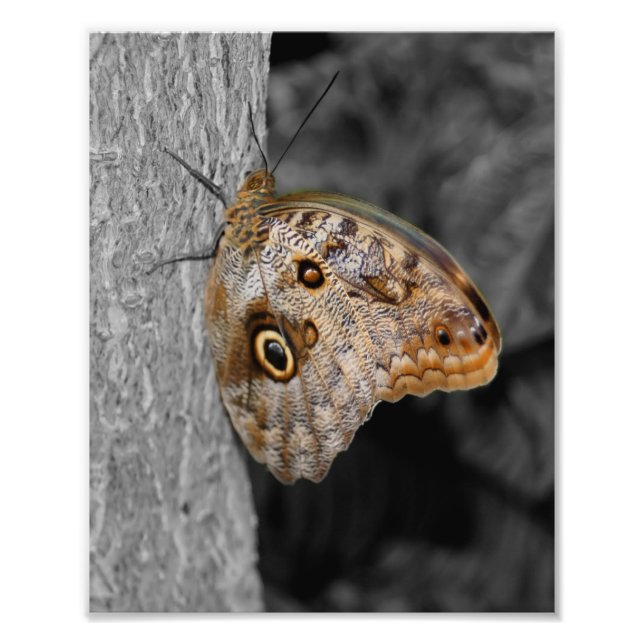 Brown Uggla Butterfly Partial Färg 8x10 Fototryck (Framsidan)