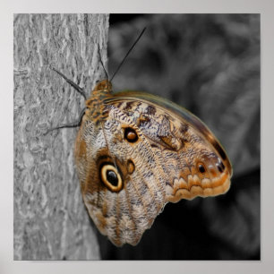 Brown Uggla Butterfly Partial Färg Poster