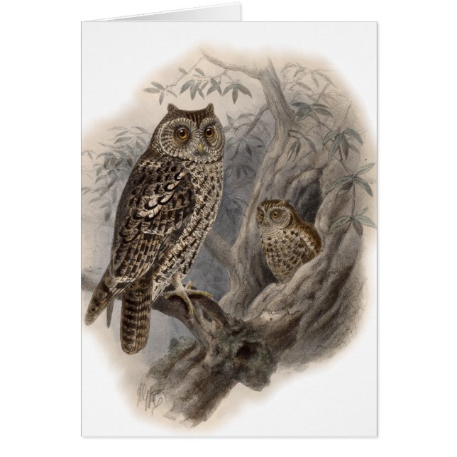 Brown Uggla Hälsningskort (Framsidan)
