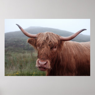 Brown vatten buffalo i Duirinish, Förenade kungari Poster
