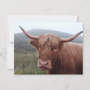Brown vatten buffalo i Duirinish, Förenade kungari Vykort