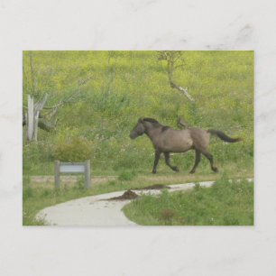 Brown Vild Horse cross Road DIY Postcard Vykort