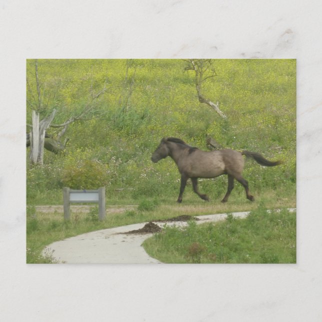 Brown Vild Horse cross Road DIY Postcard Vykort (Framsida)
