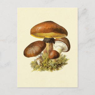Brown Vintage Mushroom Vykort