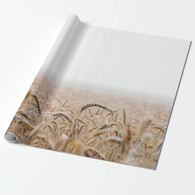 BROWN WHEAT FÄLT UNDER DAGEN PRESENTPAPPER (Utrullad)