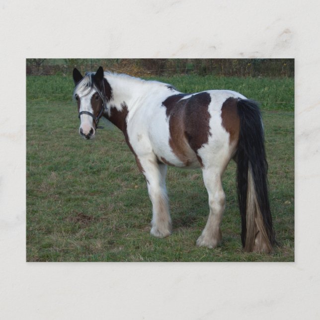 Brown White Horse Vykort (Framsida)