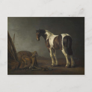 Brown & White Horse Vykort