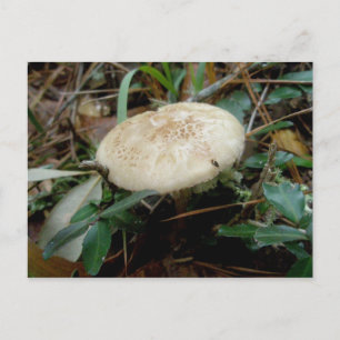 Brown White Mushroom OBX-vykort Vykort
