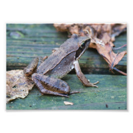 Brown Wood Frog Fototryck