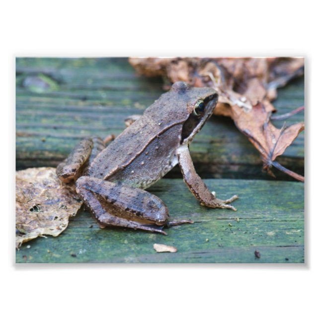 Brown Wood Frog Fototryck (Framsidan)
