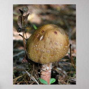 Brown Woodland Mushroom Nature Poster