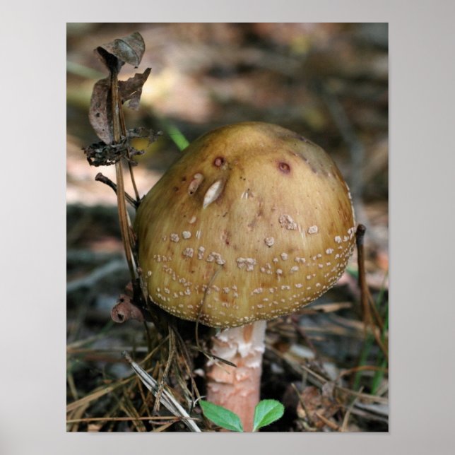Brown Woodland Mushroom Nature Poster (Framsidan)
