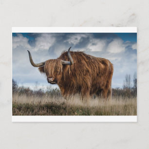 Brown Yak på Grönt och Brown Grass Fält Vykort