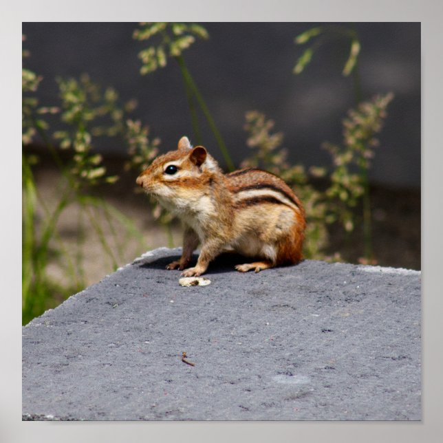 Brownie Poster (Framsidan)