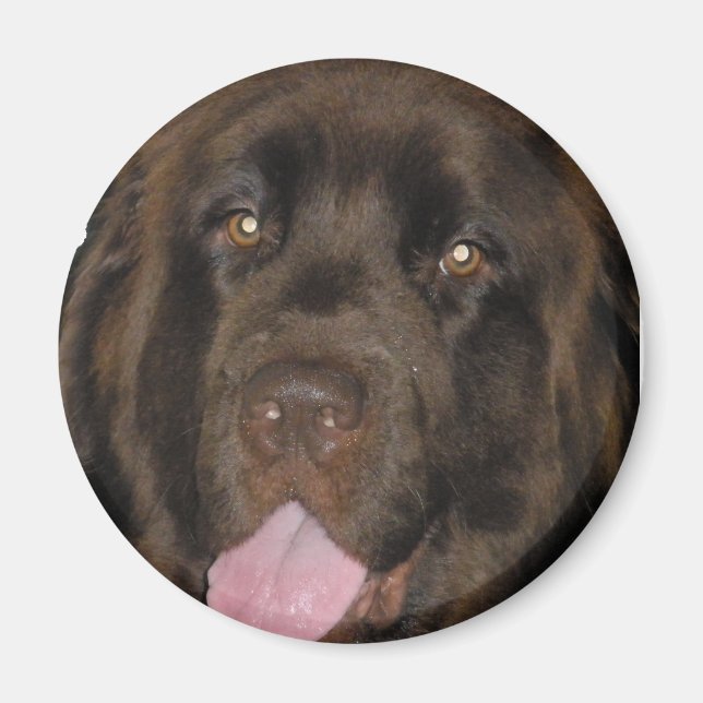 BrownNewf Magnet (Framsidan)