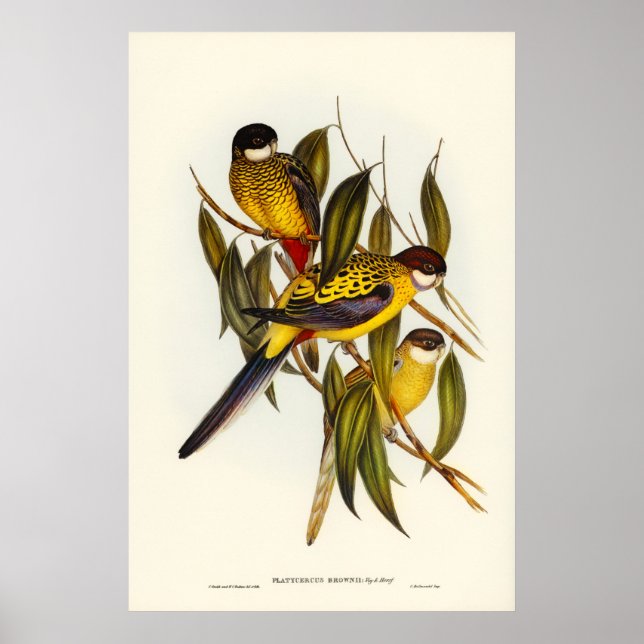 Browns parakeet av Elizabeth Gould Poster (Framsidan)