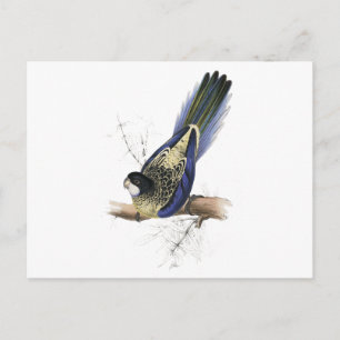 Brown's Parrakeet av Edward Lear Vykort