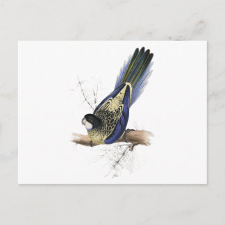 Brown's Parrakeet av Edward Lear Vykort