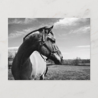 Brownstead Stallion Vykort