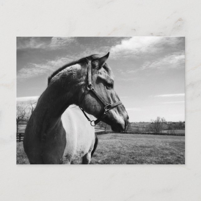 Brownstead Stallion Vykort (Framsida)